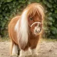 Dompet Worlds Smallest Horse