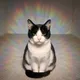 AURACAT