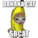 bcat