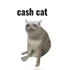Cash Cat