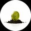 SEEDCOIN