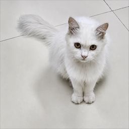 PAMPU