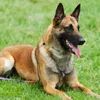 CZ's Dog